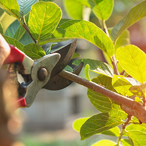 pruning trimming